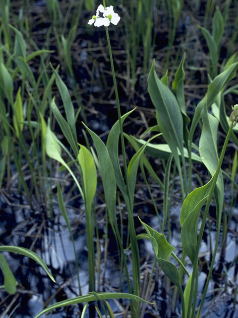 Sagittaria rigida (Sessilefruit arrowhead) #9797