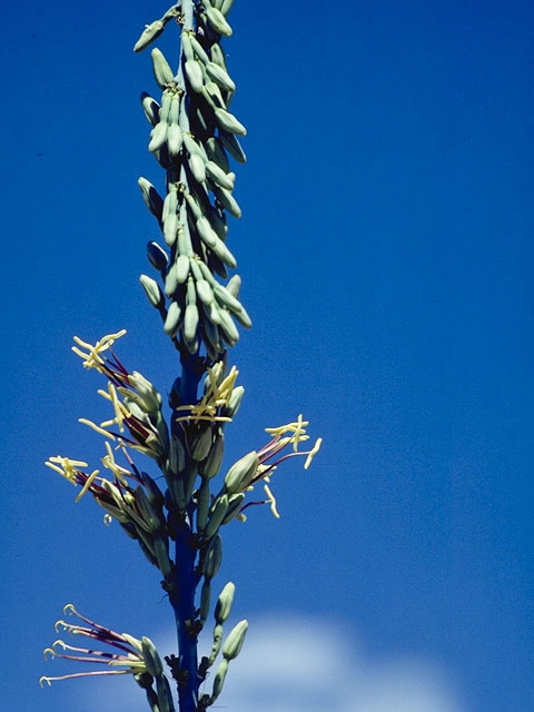 Agave lechuguilla (Lechuguilla) #9832