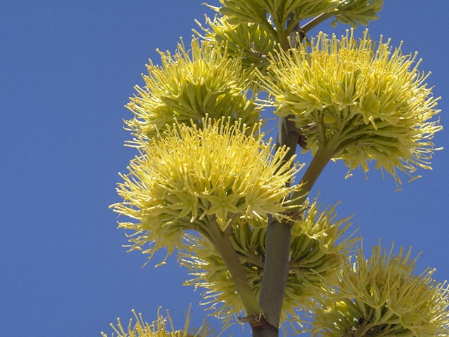 Agave parryi (Parry's agave) #9840