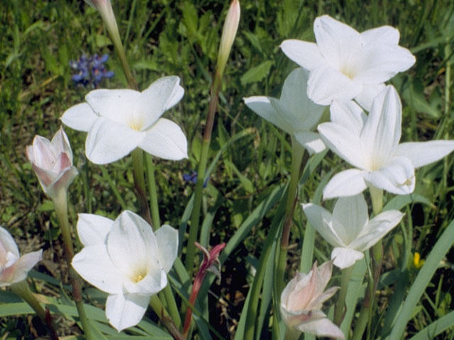 Cooperia pedunculata (Hill country rain lily) #9864