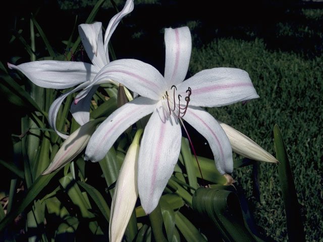 Crinum americanum (American crinum lily) #9869