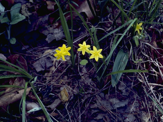 Hypoxis hirsuta (Common goldstar) #9882