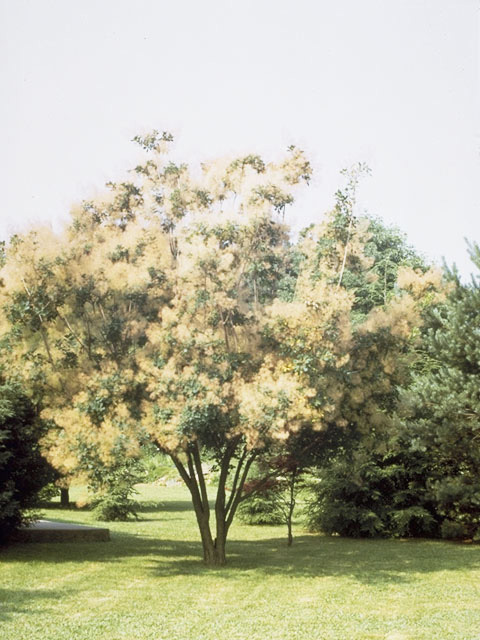 Cotinus obovatus (American smoke tree) #9897