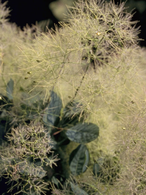 Cotinus obovatus (American smoke tree) #9899