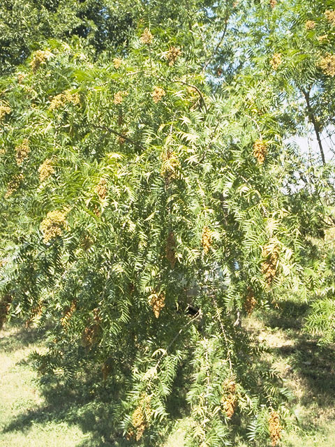 Rhus lanceolata (Prairie flameleaf sumac) #9926