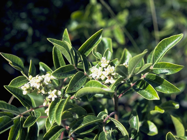 Rhus virens (Evergreen sumac) #9954