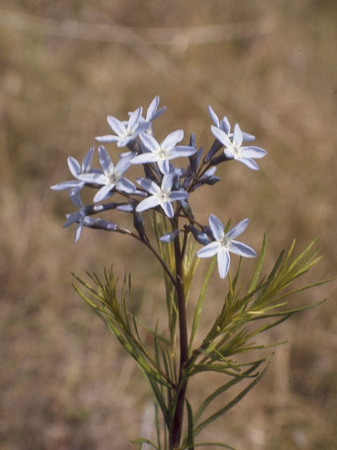 Amsonia ciliata var. texana (Texas bluestar) #9973