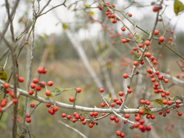 Ilex decidua (Possumhaw) #10003