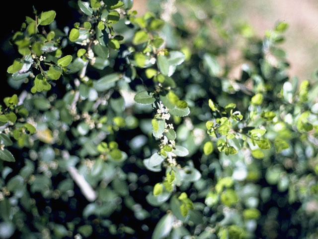 Ilex vomitoria (Yaupon) #10014