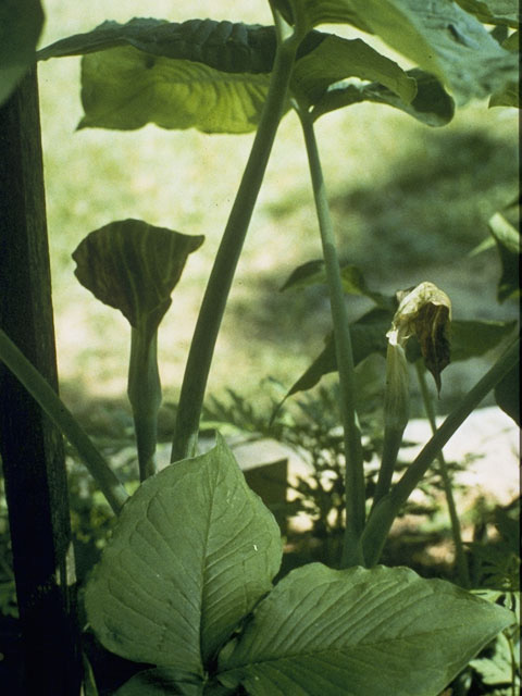 Arisaema triphyllum (Jack in the pulpit) #10034