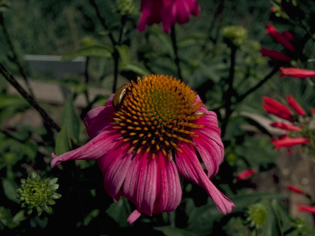 Echinacea angustifolia (Black samson) #10101