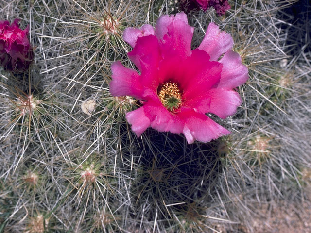 Echinocereus stramineus (Strawberry hedgehog cactus) #10127