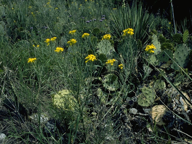 Erysimum capitatum (Sand-dune wallflower) #10179