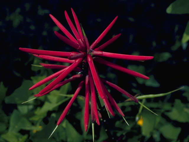 Erythrina herbacea (Coralbean) #10182