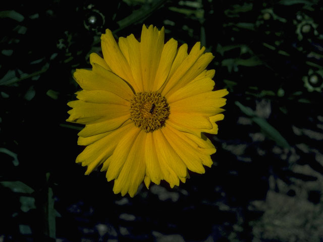 Coreopsis lanceolata (Lanceleaf coreopsis) #10227