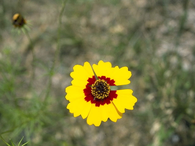 Coreopsis basalis (Goldenmane tickseed) #10231