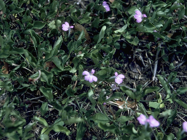 Justicia pilosella (Hairy tube-tongue) #10301