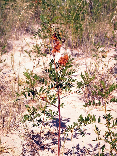 Glycyrrhiza lepidota (American licorice) #15565