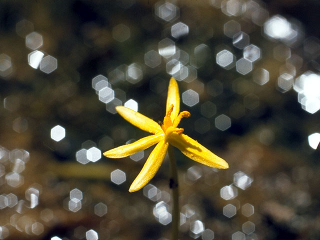 Heteranthera dubia (Grassleaf mudplantain) #15663