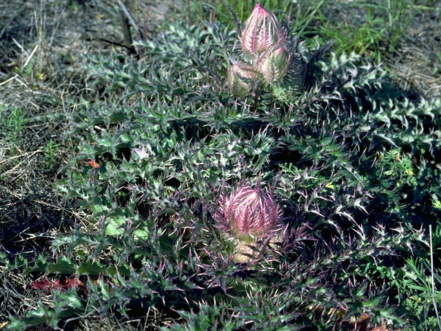 Cirsium horridulum (Bristle thistle) #15744