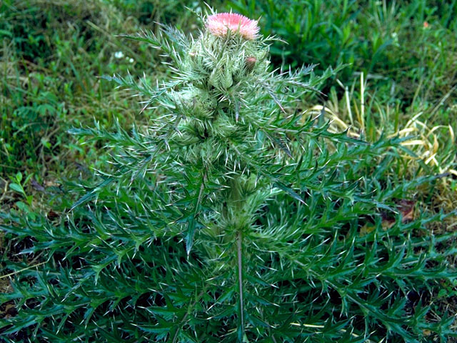 Cirsium horridulum (Bristle thistle) #15745