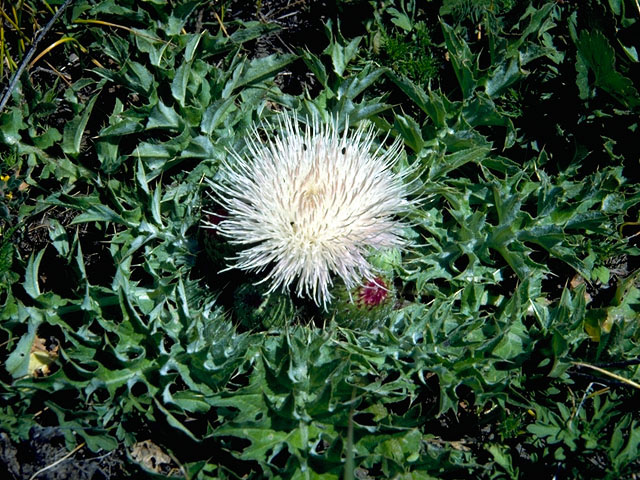 Cirsium horridulum (Bristle thistle) #15746