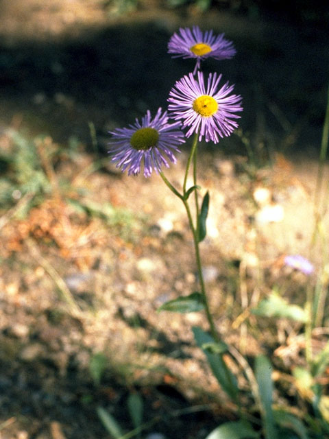 Erigeron speciosus var. macranthus (Aspen fleabane) #15749