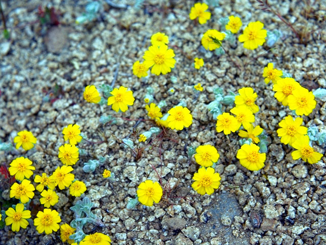 Antheropeas wallacei (Woolly easterbonnets) #15767