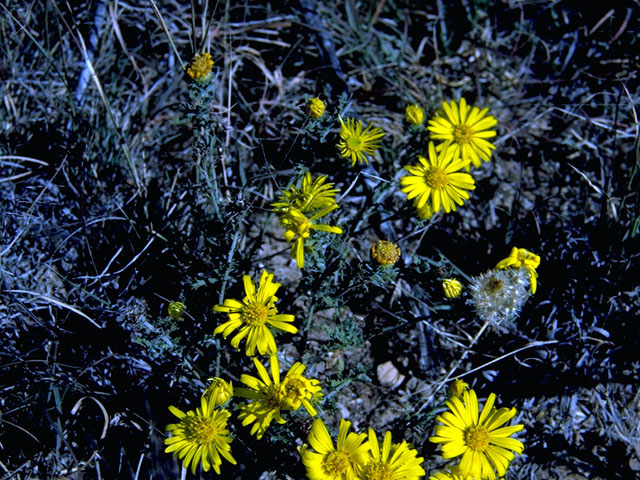 Machaeranthera gracilis (Slender goldenweed) #15777