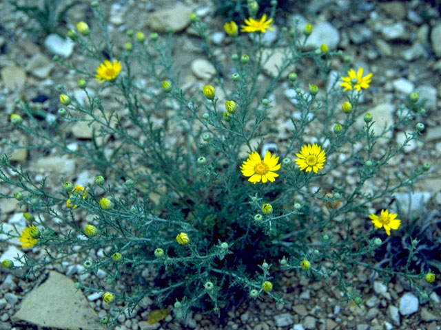 Machaeranthera gracilis (Slender goldenweed) #15778