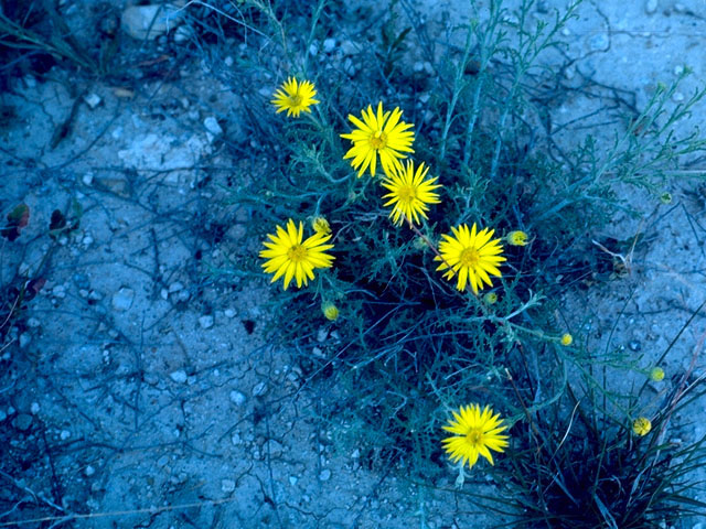 Machaeranthera gracilis (Slender goldenweed) #15779