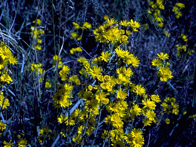 Machaeranthera gracilis (Slender goldenweed) #15780