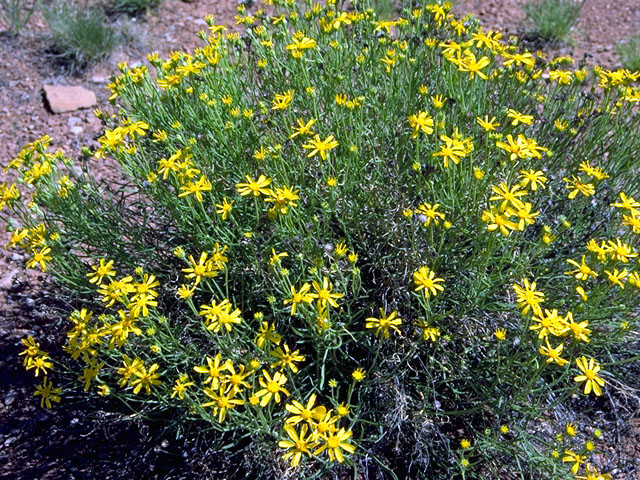 Ericameria linearifolia (Narrowleaf goldenbush) #15782