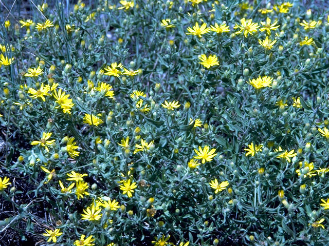 Machaeranthera pinnatifida var. pinnatifida (Lacy tansyaster) #15783