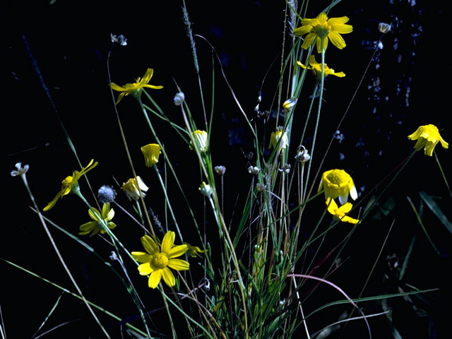 Tetraneuris linearifolia var. linearifolia (Fineleaf fournerved daisy) #15806