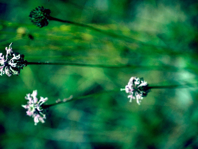 Marshallia graminifolia var. cynanthera (Grassleaf barbara's buttons) #15824