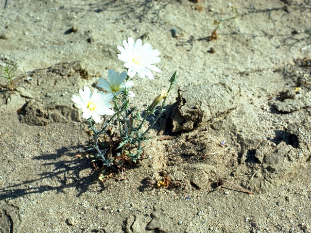 Rafinesquia neomexicana (New mexico plumeseed) #15846