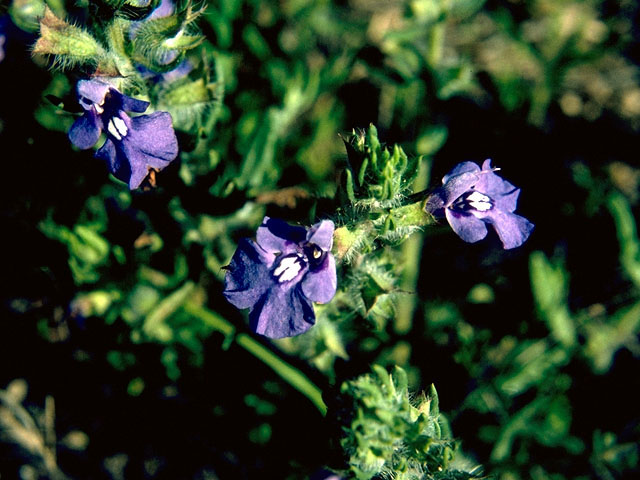 Salvia texana (Texas sage) #15938