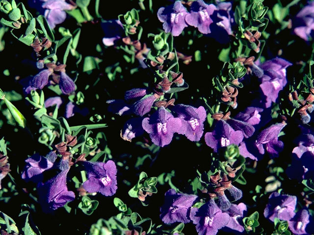 Scutellaria drummondii (Drummond's skullcap) #15948