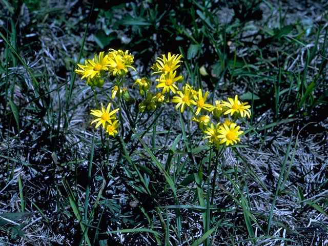 Packera plattensis (Prairie groundsel) #15978