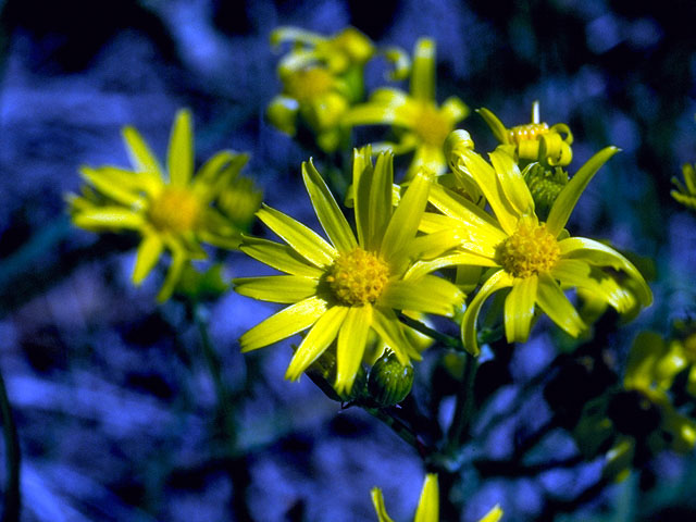 Packera plattensis (Prairie groundsel) #15979