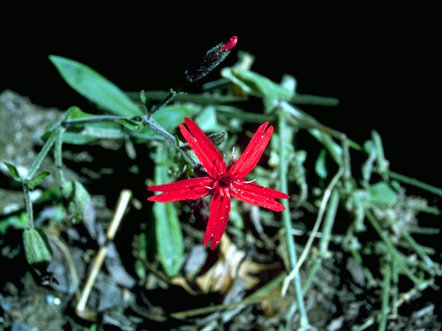 Silene virginica (Fire pink) #15985