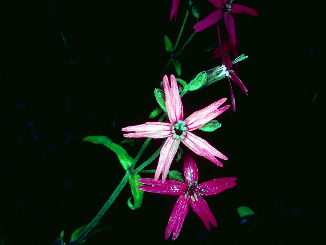 Silene virginica (Fire pink) #15987