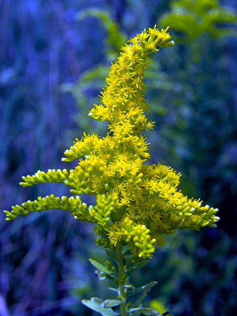 Solidago missouriensis (Missouri goldenrod) #16023