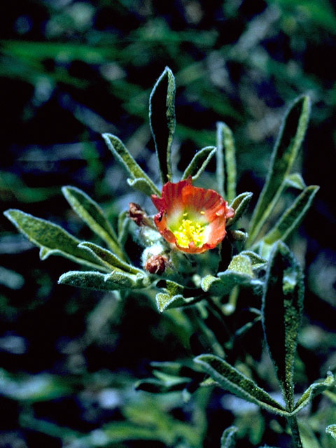 Sphaeralcea coccinea (Scarlet globemallow) #16041