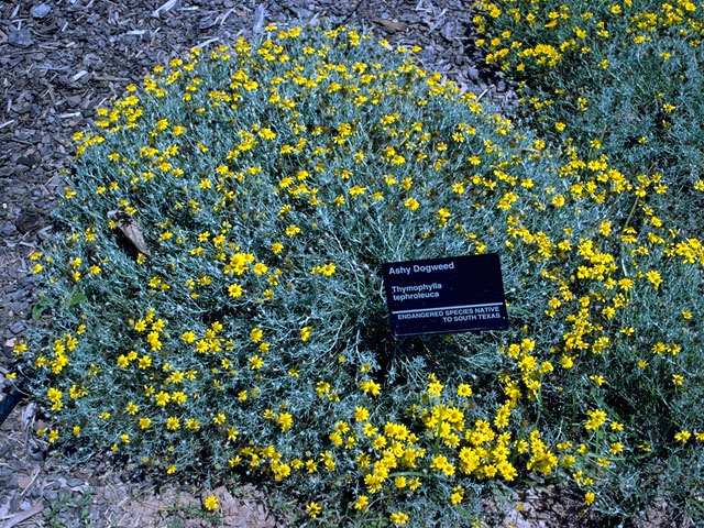 Thymophylla tephroleuca (Ashy pricklyleaf) #16092