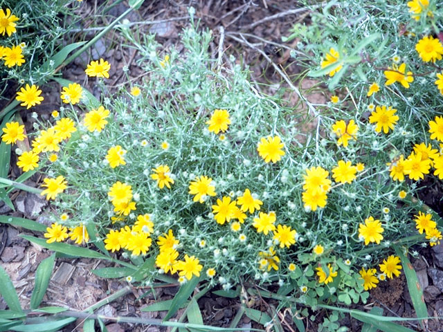 Thymophylla tephroleuca (Ashy pricklyleaf) #16093