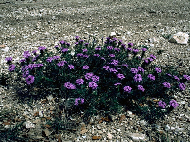 Glandularia bipinnatifida var. bipinnatifida (Prairie verbena) #16145