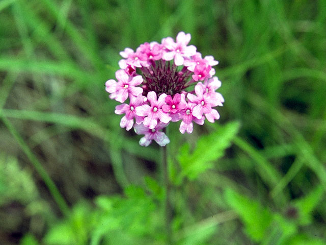 Glandularia canadensis (Rose vervain) #16156