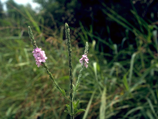 Verbena xutha (Gulf vervain) #16167